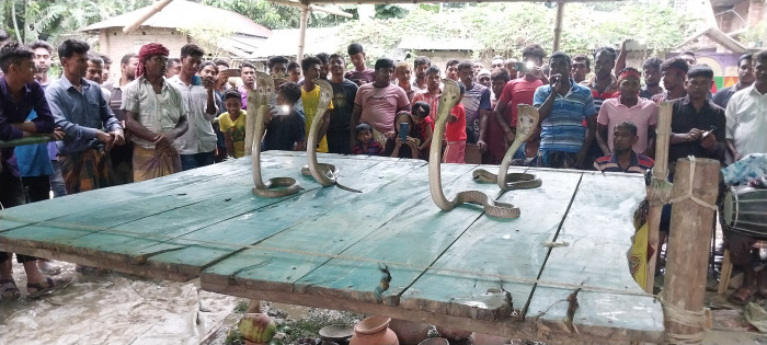 ঝিনাইদহে ঐতিহ্যবাহী ঝাপান খেলা অনুষ্ঠিত