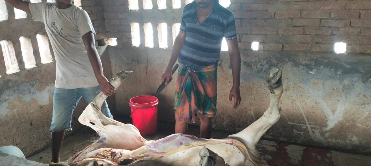 জীবননগরে মরা গরু জবাই করে বিক্রির অভিযোগ
