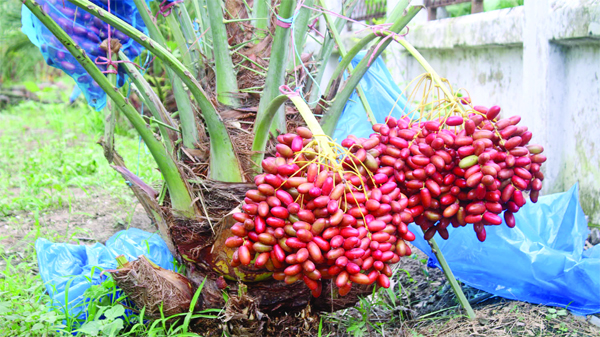 মুজিবনগরে চাষ হচ্ছে সৌদি আরবের ১০ জাতের খেজুর