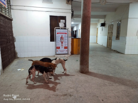 কুকুর-বিড়ালের সঙ্গে রোগীর বসবাস!