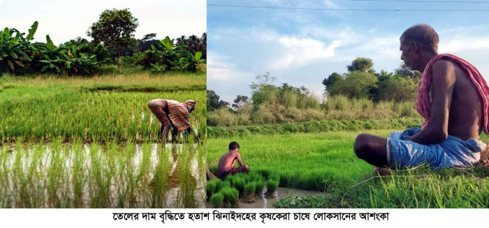 ঝিনাইদহে অর্জিত হয়নি রোপা আমন ধানর চাষের লক্ষ্যমাত্রা