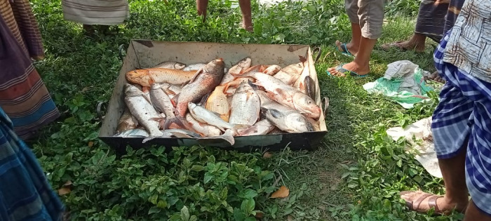 আলমডাঙ্গার শ্যামপুরে পুকুরে বিষ প্রয়োগ!