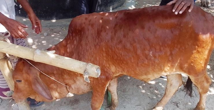 মেহেরপুরে দ্রুতগতিতে ছড়াচ্ছে ‘লাম্পি স্কিন’ রোগ, খামারীদের মাঝে হাতাশা