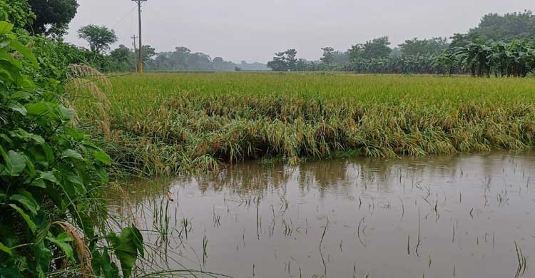 চুয়াডাঙ্গায় টানা বৃষ্টিপাতে ১৪৪ মিলিমিটার বৃষ্টির রেকর্ড