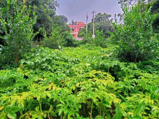 লাভজনক হওয়ায় ওল চাষে ঝুঁকেছেন মেহেরপুরের কৃষকরা