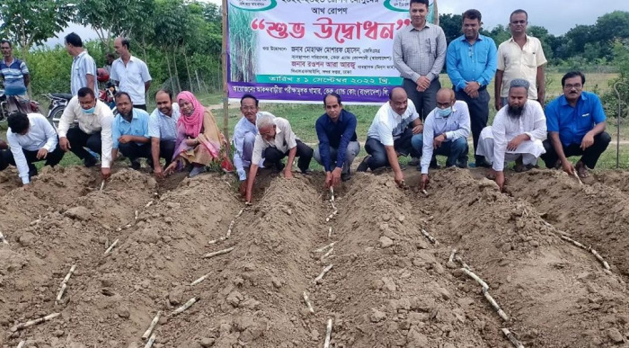 আখের দাম ১৪০ থেকে বাড়িয়ে ১৮০ টাকা নির্ধারণ, আখ চাষে ঝুঁকছেন কৃষকরা