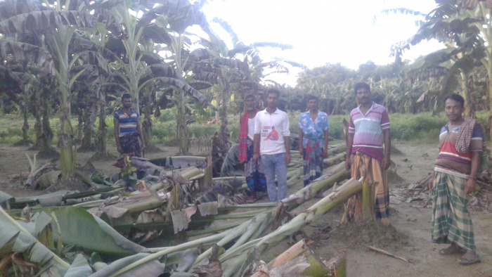 আলমডাঙ্গায় পূর্ব শত্রুতার জের ধরে কৃষকের কলাবাগান তসরুপ