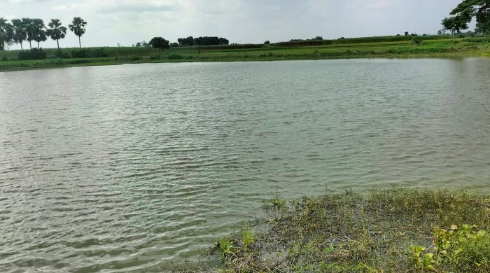 গাংনীতে পুকুর লিজ নিয়ে বিপাকে মাছ চাষী!