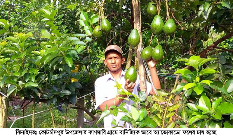 ঝিনাইদহে বাণিজ্যিকভাবে চাষ হচ্ছে অ্যাভোকাডোর