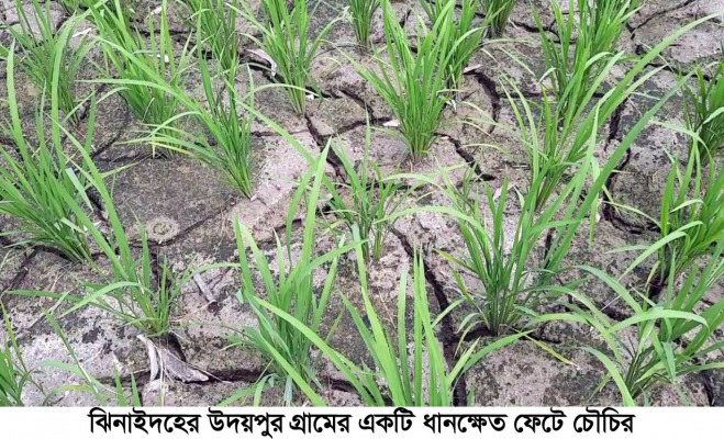 তীব্র খরায় পুড়ছে মাঠের পর মাঠ ধানখেত, উৎপাদন ব্যহত হওয়ার শঙ্কা
