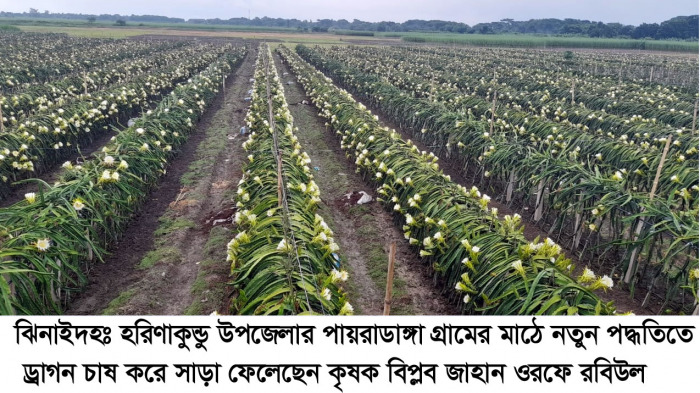 হরিণাকুণ্ডুতে সাড়া ফেলেছে ড্রাগন ফলের নতুন চাষ পদ্ধতি; ফলন তিন গুণ