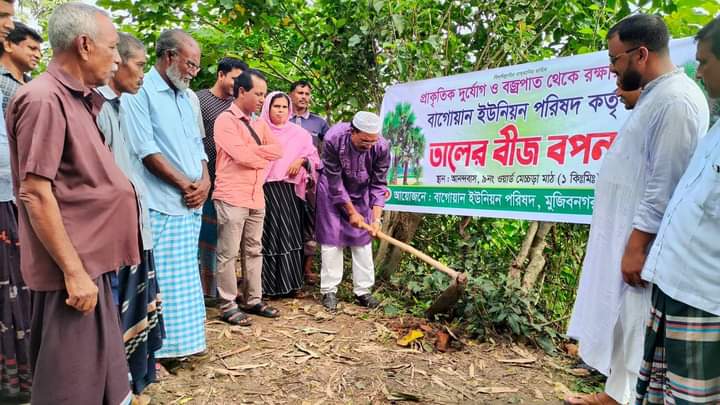 মুজিবনগরে প্রাকৃতিক দুর্যোগ ও বজ্রপাত থেকে রক্ষায় তালের বীজ বপন