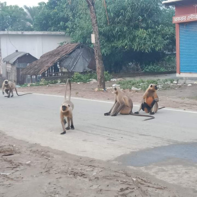 গড়াইটুপিতে হনুমানের উৎপাতে অতিষ্ঠ জনগণ