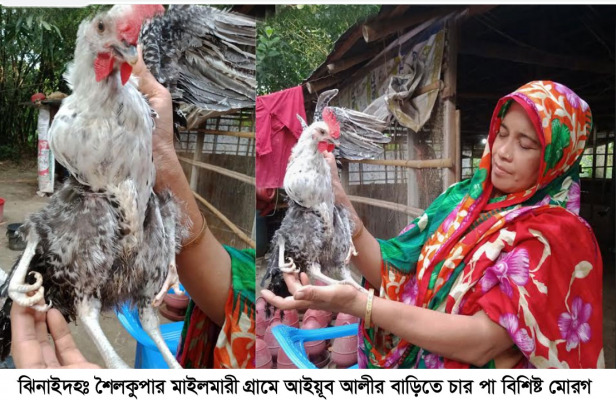 চার পা বিশিষ্ট মোরগ দেখতে উৎসুক মানুষের ভিড়