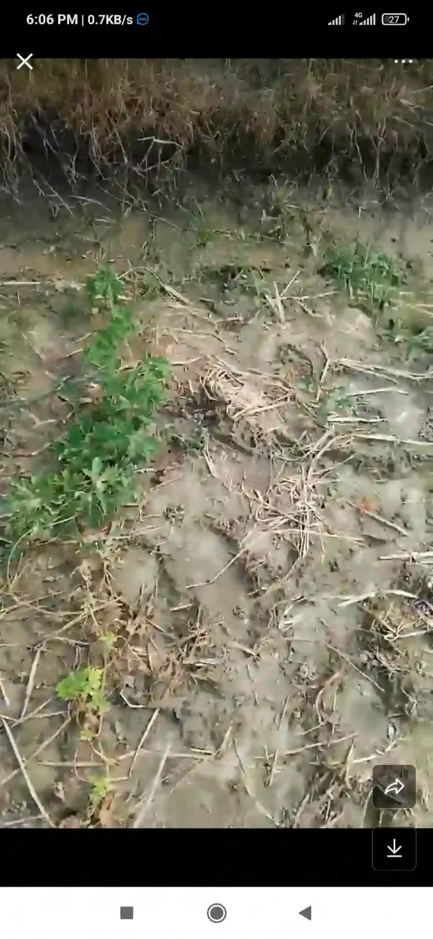 জীবননগর বৈদ্যনাথপুরে পাওনা টাকা চাওয়ায় ফসল তসরুপের অভিযোগ