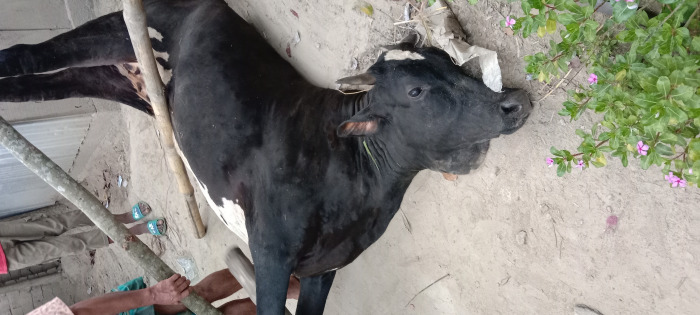 আন্দুলবাড়ীয়ায় লাম্পি স্কিন ডিজিজে গাভীর মৃত্যু