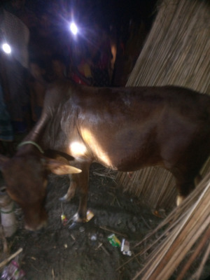 কার্পাসডাঙ্গায় চোরাই গরু উদ্ধার