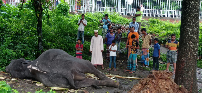 মারা গেছে দি লায়ন সার্কাসের হাতি ‘শিশির বাবু’
