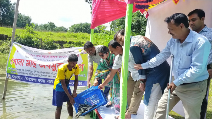 মেহেরপুরের গাংনীতে মাছের পোনা অবমুক্ত