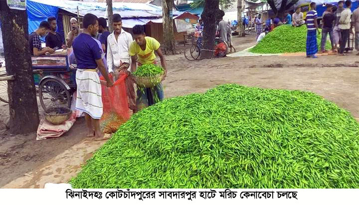 ৩ শ টাকার মরিচ এখন ২৫ টাকা কেজি