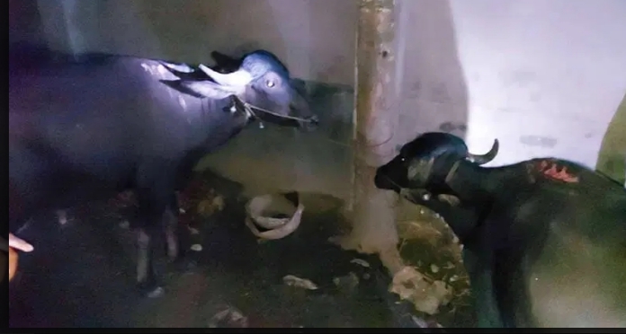 মুজিবনগরে বাসের ধাক্কায় দুটি মহিষসহ কৃষক গুরুতর আহত