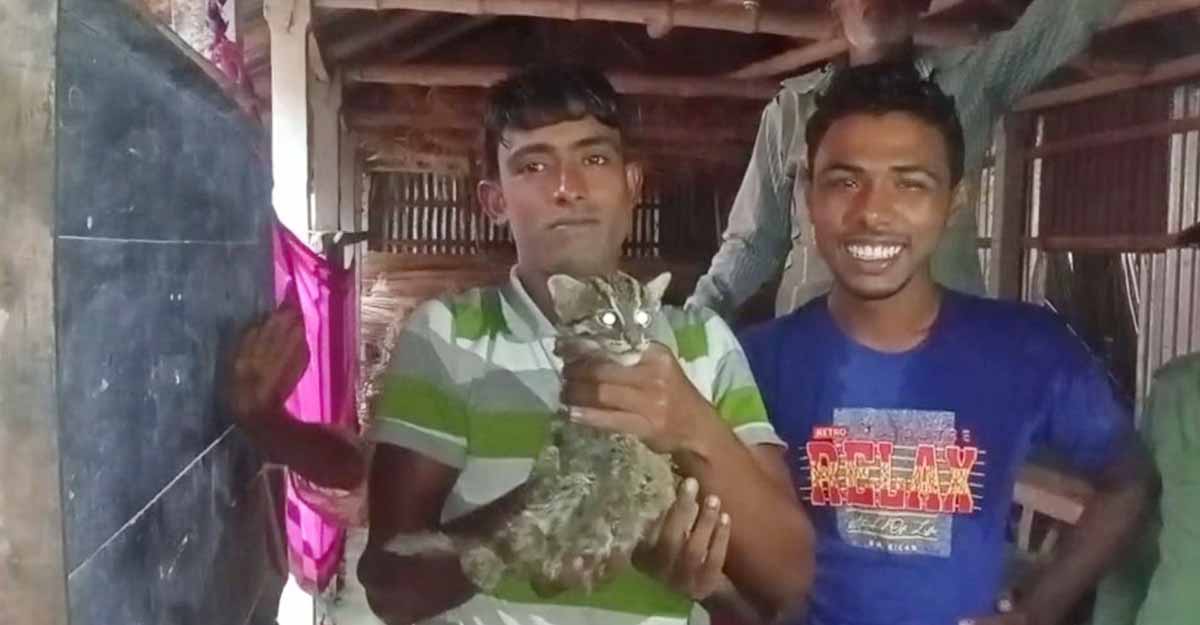 সেচ পাম্পের গভীর হাউজ থেকে তিনটি মেছোবাঘ উদ্ধার