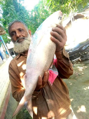গড়াই নদীতে মিলল আড়াই কেজি ওজনের ইলিশ