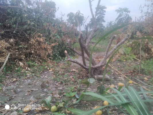 লেবু চাষ করে বিপাকে চাষি!