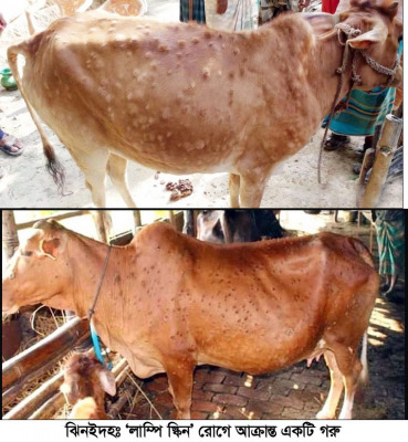 ঝিনাইদহের হাট-বাজারে ‘লাম্পি স্কিন’ রোগে আক্রান্ত গরুর মাংস বিক্রির অভিযোগ