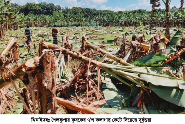 শৈলকুপায় কৃষকের ৭’শ কলাগাছ কেটে দিয়েছে দুর্বৃত্তরা