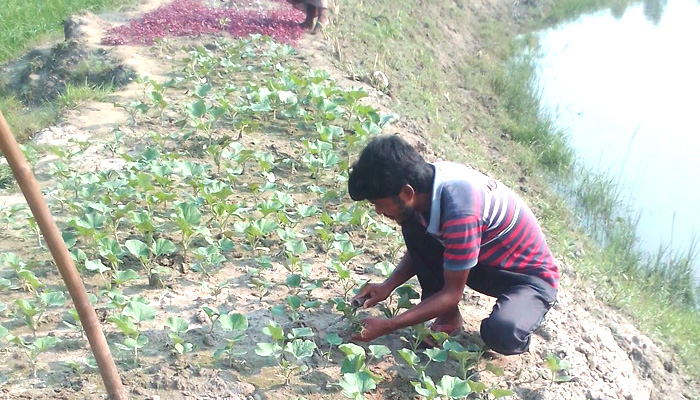 জীবননগরে করতোয়া ও ভৈরব খননের পর নদীপাড়ে শীতকালীন সবজি চাষ