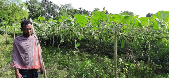 আলমডাঙ্গার ফরিদপুরে কৃষকের লাউ গাছ কেটে দিয়েছে দুর্বৃত্তরা