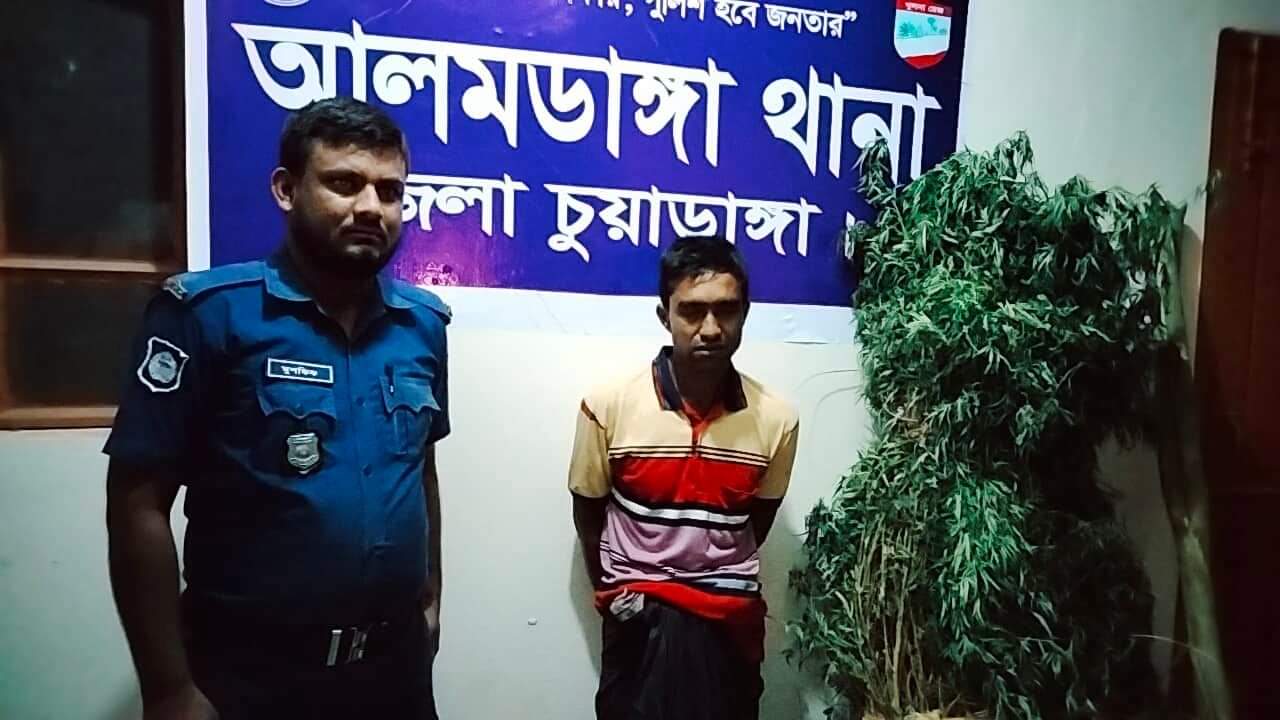 আলমডাঙ্গায় ২০ কেজি ওজনের গাঁজার গাছসহ চাষী আটক