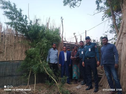 চুয়াডাঙ্গার হাতিকাটায় তিনটি গাছসহ গাঁজা চাষী আটক