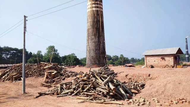 ইটভাটায় পুড়ছে কাঠ, ভুগছে মানুষ
