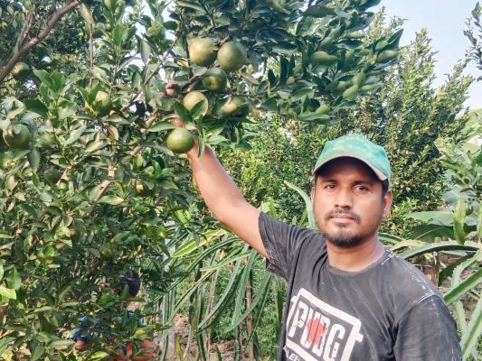 বাণিজ্যিকভাবে দার্জিলিং কমলা লেবুর চাষে সাফল্য