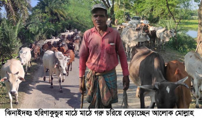 গরু পালনে আলোক মোল্লার সাফল্য