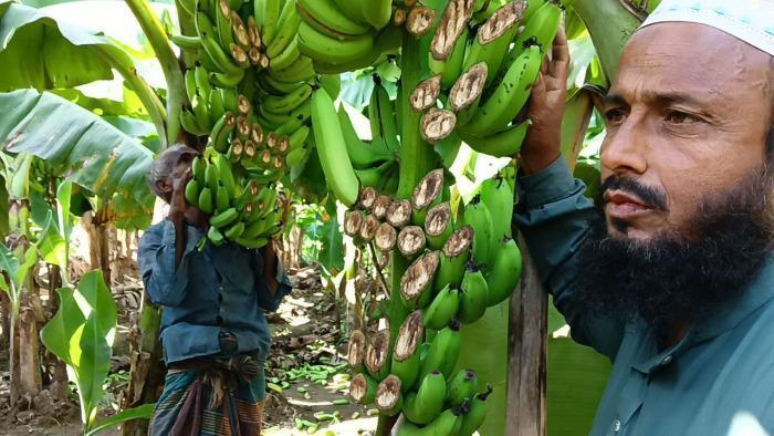 মুজিবনগরে ১০ কাঠা জমির কলার কাঁদি কাটল দুর্বৃত্তরা