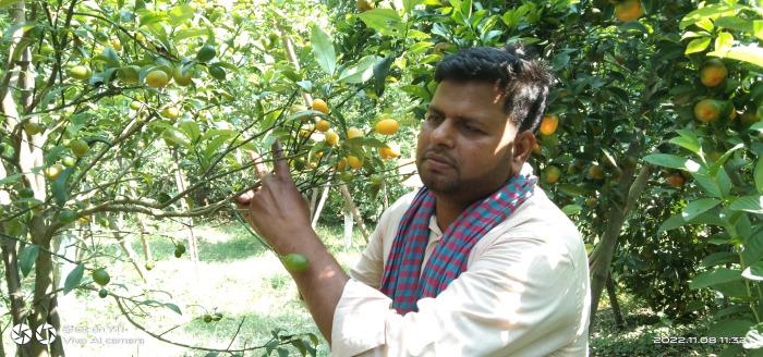 চায়না কমলা চাষে হাফিজের সফলতা
