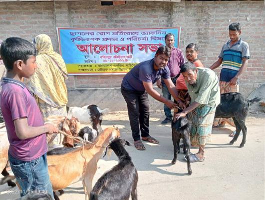 দর্শনায় ছাগলের পিপিআর ভ্যাকসিন ও কৃমিনাশক ওষুধ প্রদান