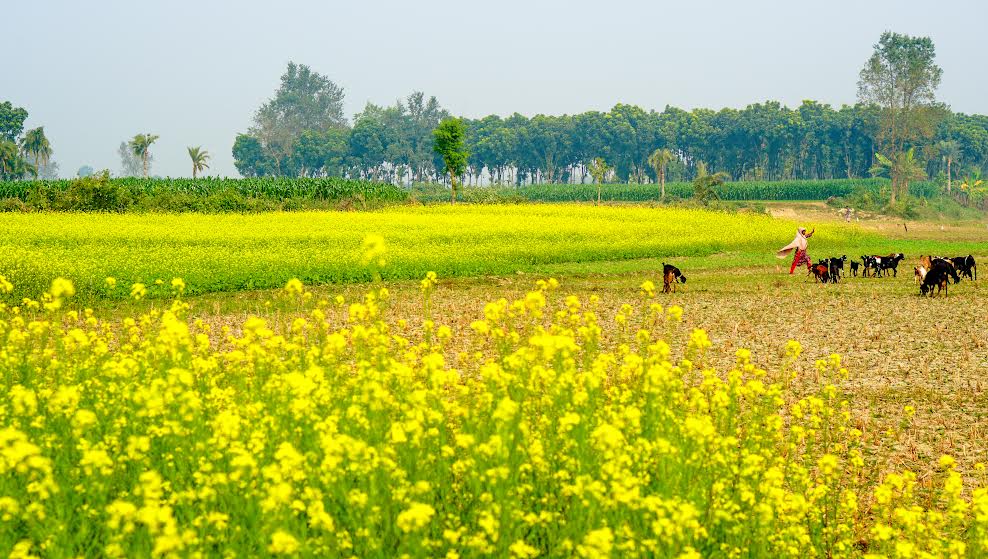 দামুড়হুদায় ৩৫৭ হেক্টর জমিতে সরিষা চাষ