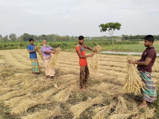 আমন ধান কাটা শুরু, কৃষকের মুখে হাসি