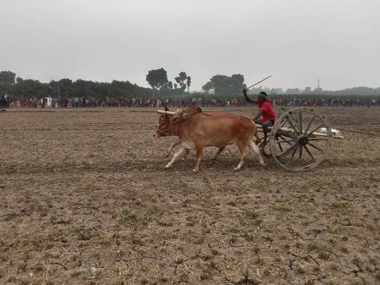 জীবননগরে গরুর গাড়ি দৌড় প্রতিযোগিতা