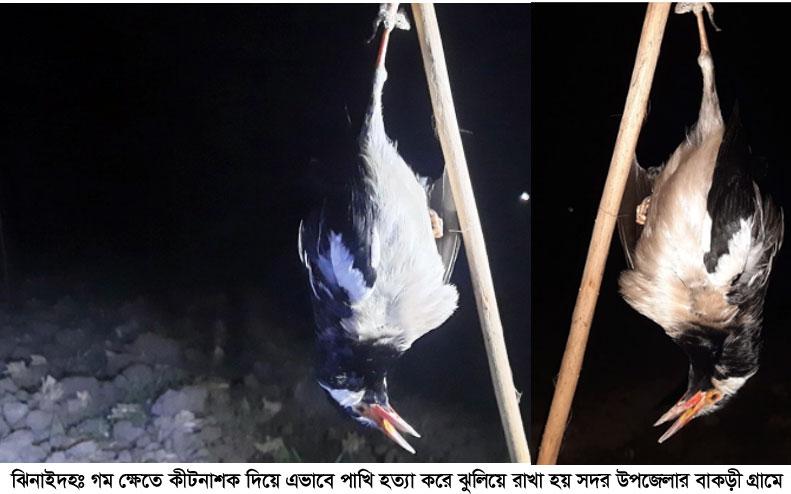 ঝিনাইদহে শতাধিক পাখি হত্যা!