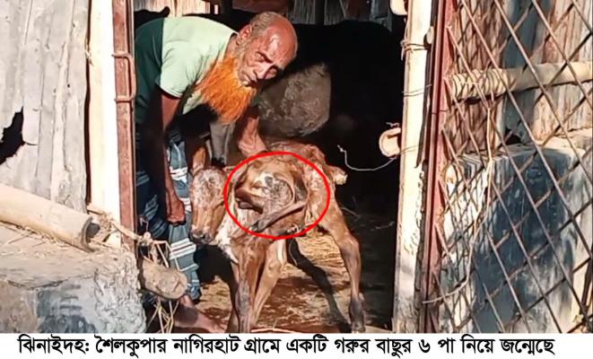 ঝিনাইদহে ছয় পা বিশিষ্ট গরুর বাছুর!