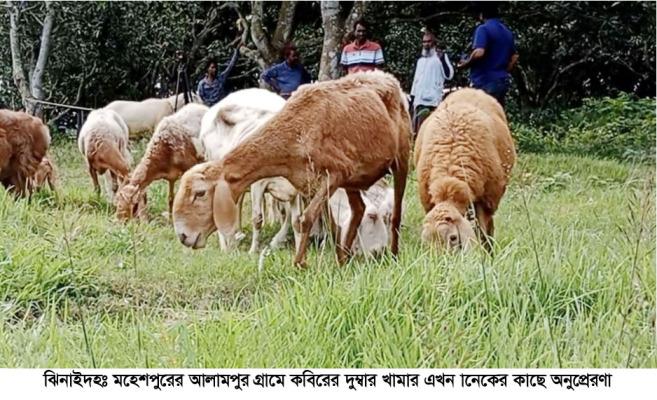শখের দুম্বা এখন বাণিজ্যিকভাবে পালন