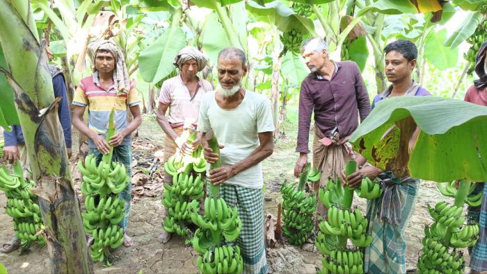 মুজিবনগরে রাতের অন্ধকারে কলার কাঁদি কেটে তসরুপ
