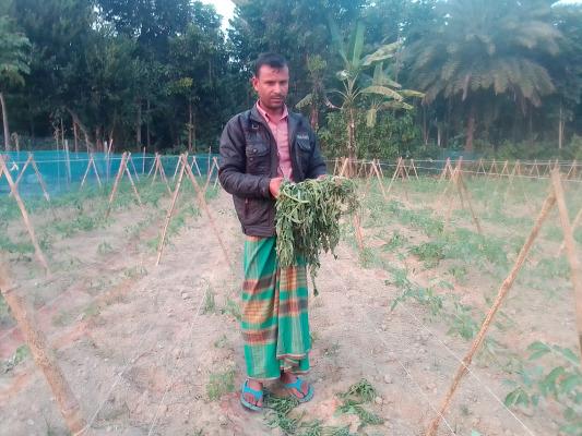 জীবননগরে কৃষকের টমেটো ক্ষেত বিনষ্ট করার অভিযোগ