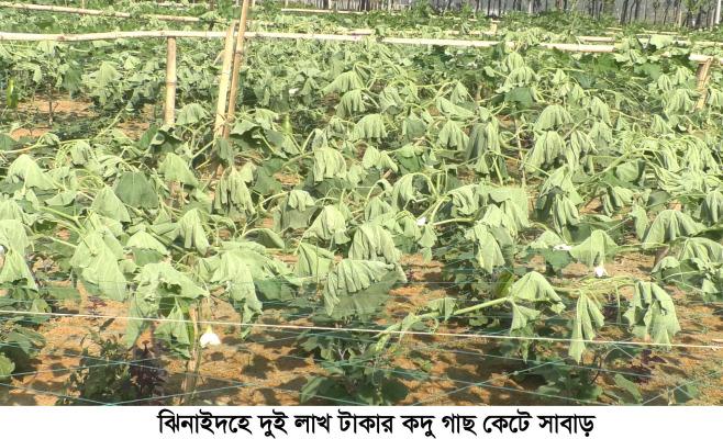 ঝিনাইদহে কৃষকের জমির লাউ ক্ষেত কেটে সাবাড়
