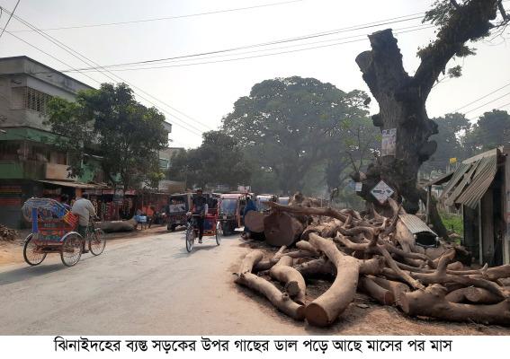 ঝিনাইদহের ব্যস্ত সড়কের উপর গাছের ডাল পড়ে আছে মাসের পর মাস